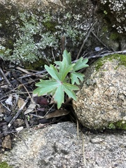 Delphinium cardinale