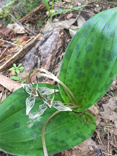 Scoliopus bigelovii