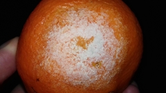 Penicillium digitatum