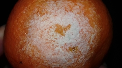 Penicillium digitatum