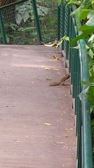 Callosciurus
