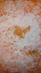 Penicillium digitatum