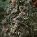 Coenogonium pineti - Photo (c) Hans, algunos derechos reservados (CC BY-NC), subido por Hans