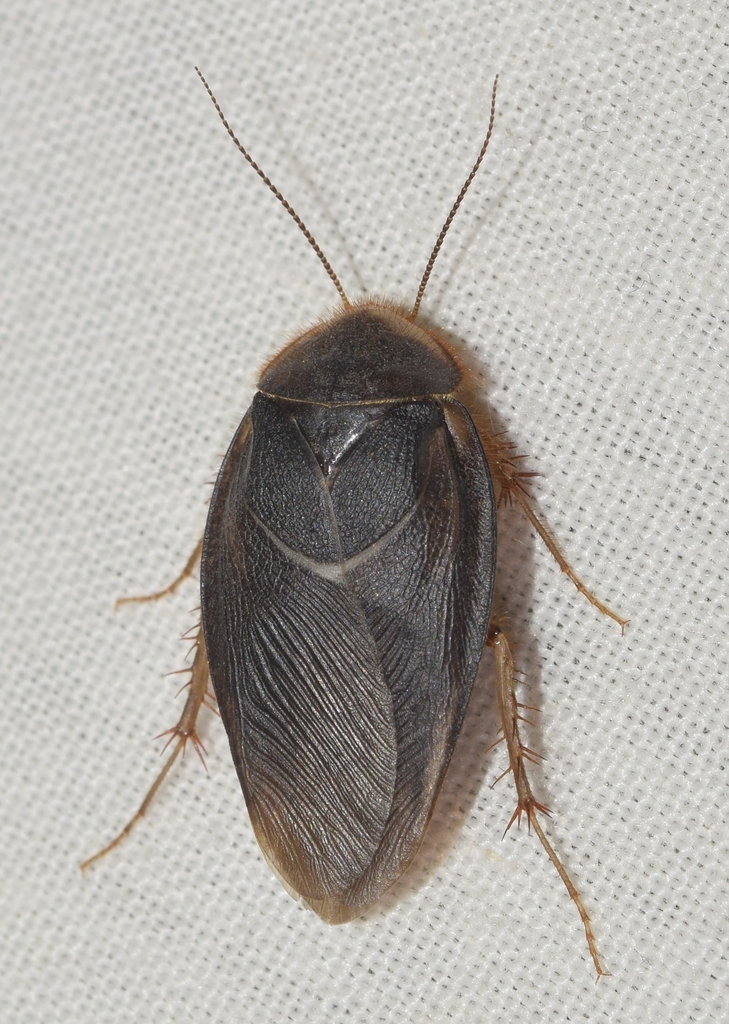 Heterogamisca bifoveolata