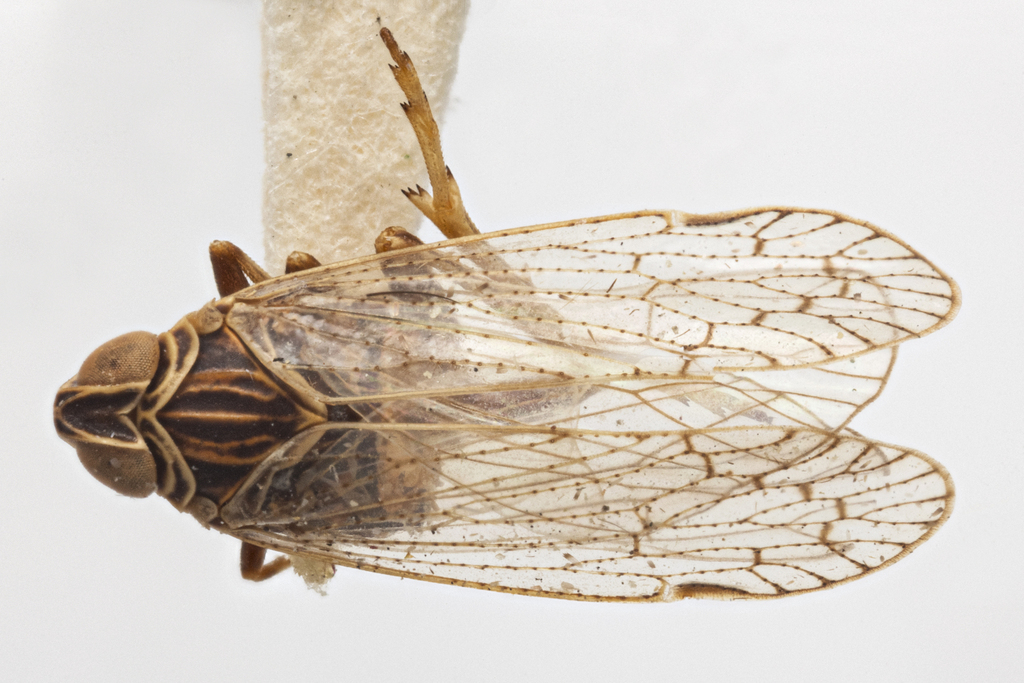 Remotiarus