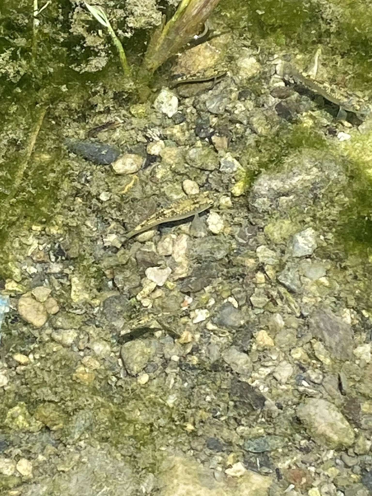 Aphaniops richardsoni