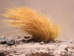 Festuca chrysophylla