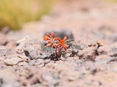 Hoffmannseggia eremophila