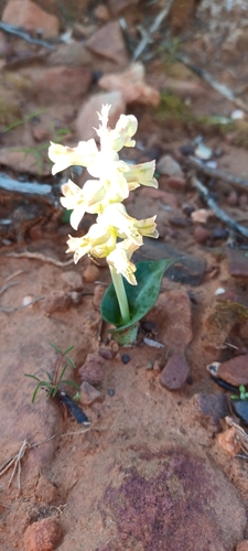Image of Lachenalia aurioliae by (c) Danie Palm, some rights reserved (CC BY)