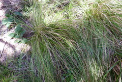 Carex flagellifera