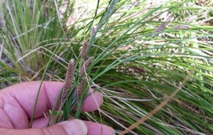 Carex flagellifera
