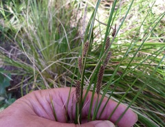 Carex flagellifera