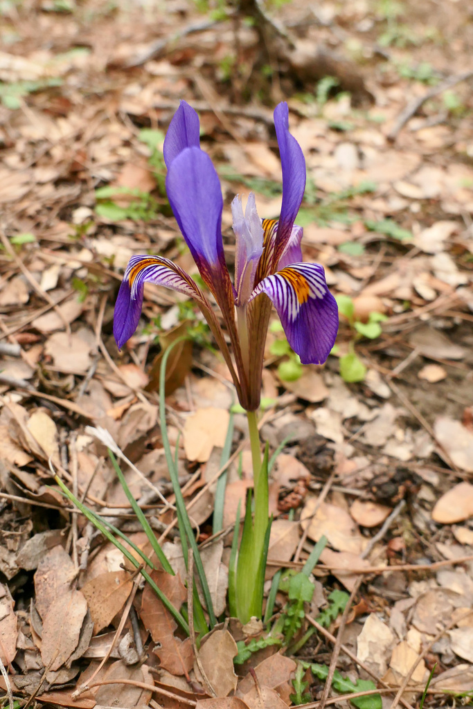 Iris unguicularis, Rouvas Gorge, Crete