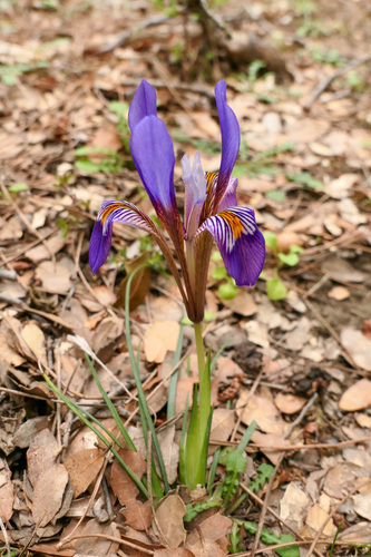 Iris unguicularis