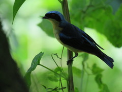 Pipraeidea melanonota
