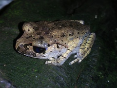 Leptobrachium hasseltii