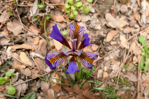 Iris unguicularis