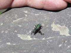 Naupactus auricinctus