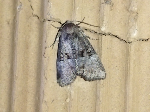 Rosy Minor