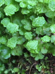 Cryptomitrium tenerum