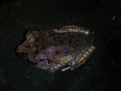 Leptobrachium hasseltii