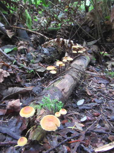 Xeromphalina fulvipes image