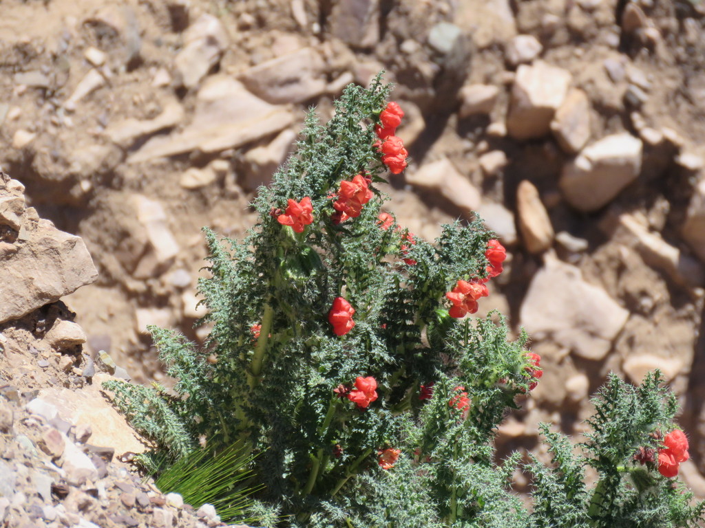 Caiophora chuquitensis