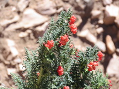 Caiophora chuquitensis