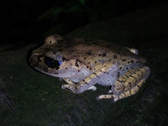 Leptobrachium hasseltii