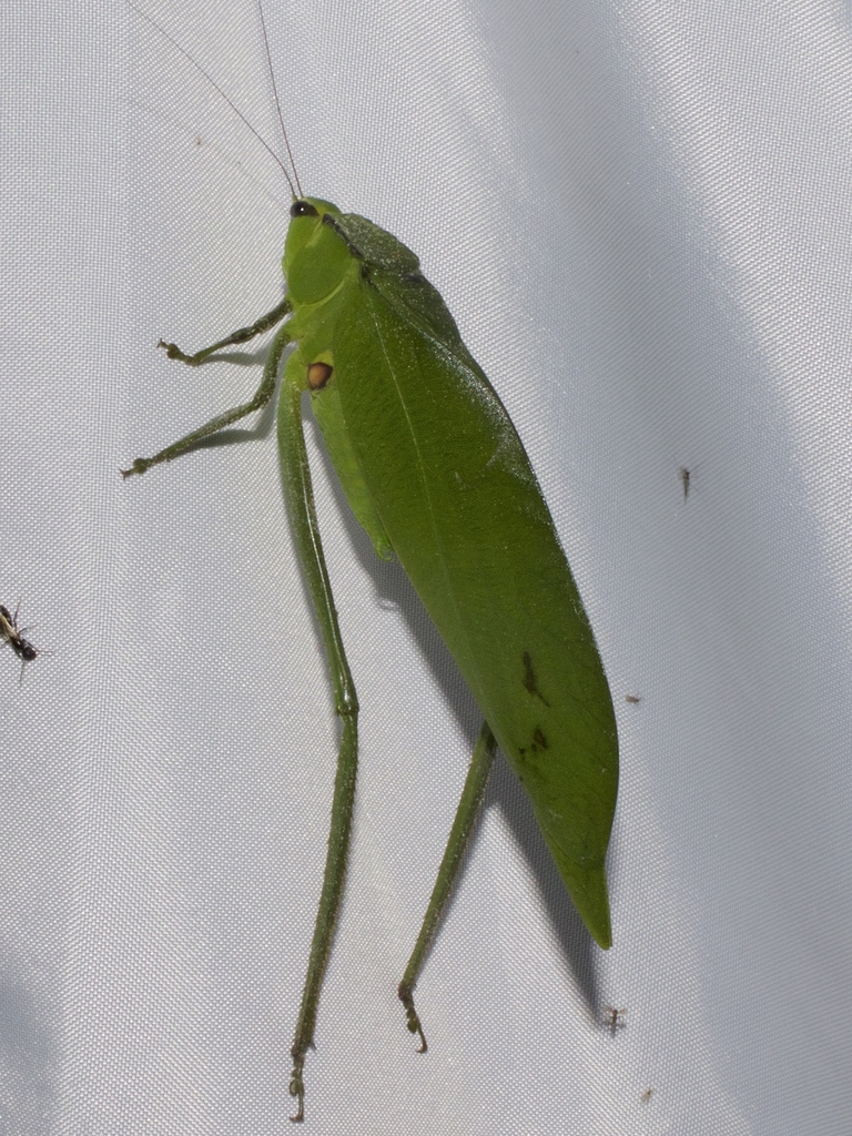 Peucestophyllum