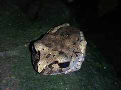 Leptobrachium hasseltii