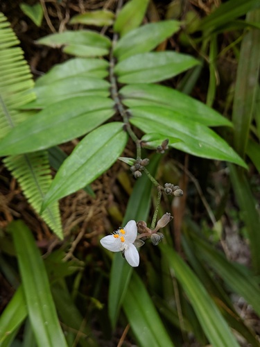 Tripogandra grandiflora image