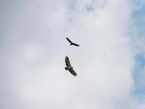 Martial Eagle