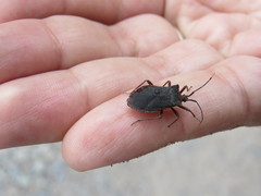 Anasa apicalis