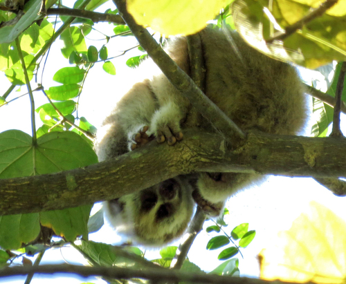 Nycticebus bengalensis