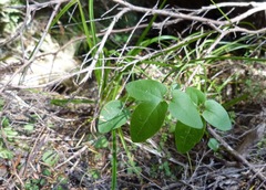 Clematis foetida