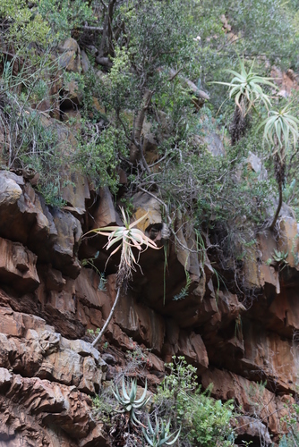 Image of Tilt-Head Aloe (Aloe speciosa) by (c) Tony Rebelo, some rights reserved (CC BY-SA)