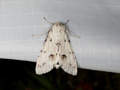 Acronicta vulpina