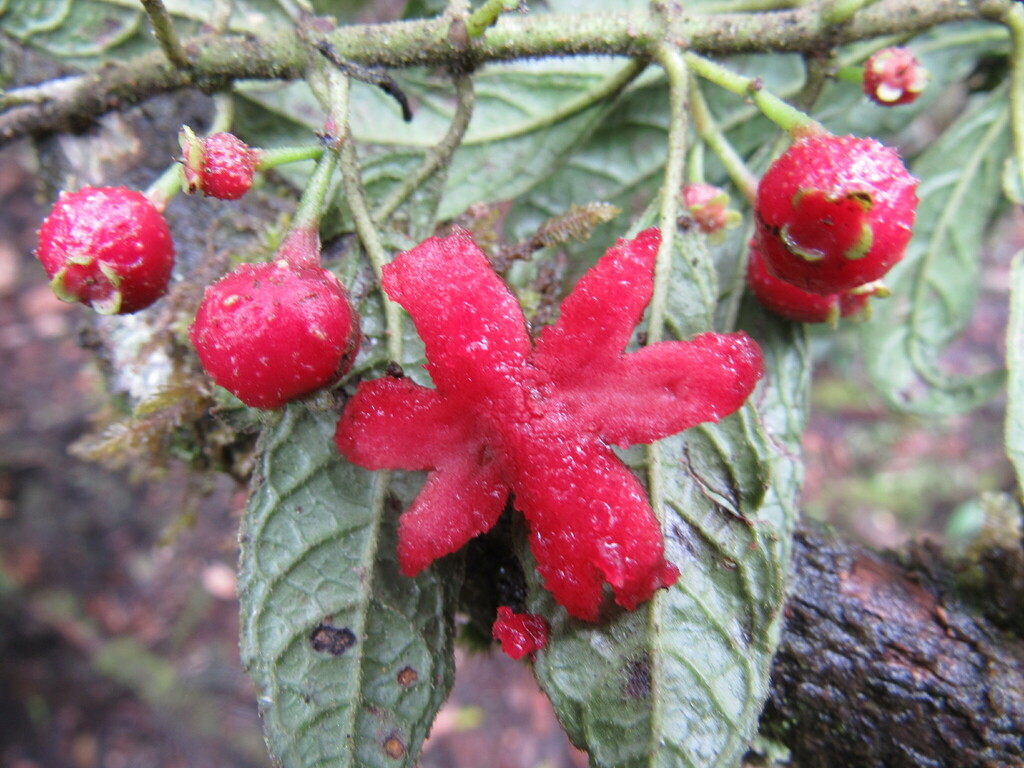 Siparuna mutisii