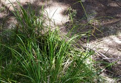 Carex solandri