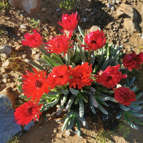 Cephalophyllum