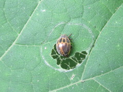 Epilachna paenulata
