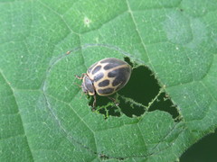 Epilachna paenulata