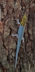 Lygodactylus picturatus