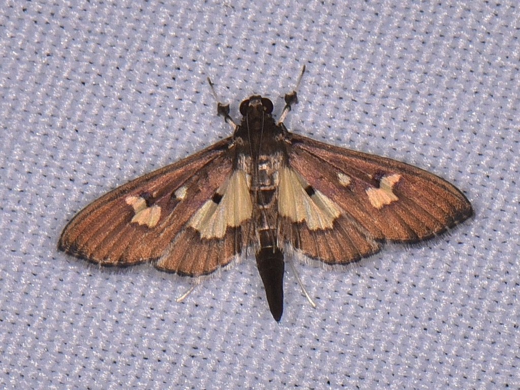 Zenamorpha discophoralis