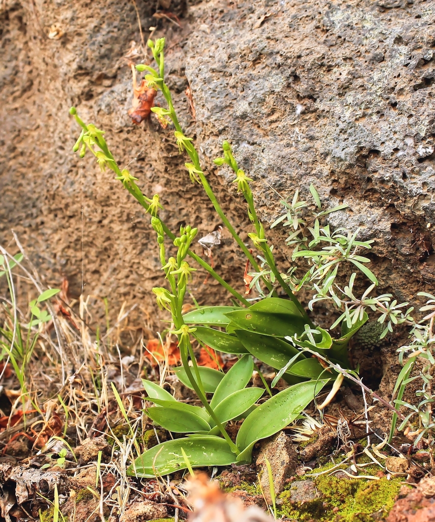 Canary Three-finger Orchid