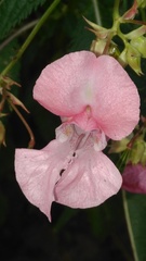 Impatiens glandulifera