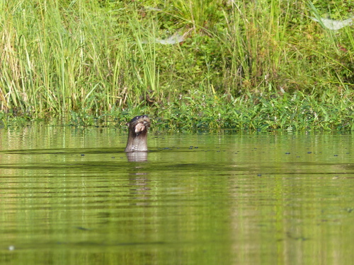 North American River Otter photographed in Pennsylvania