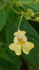 Impatiens parviflora
