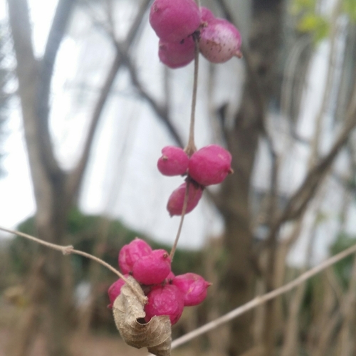 Symphoricarpos orbiculatus
